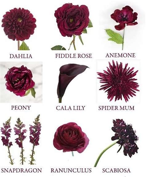 burgundy flower image|types of burgundy flowers.